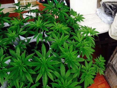La polizia sequestra 56 piante di cannabis a Rita Bernardini