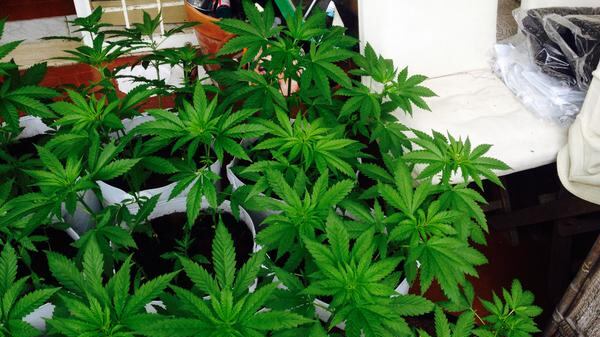 Il banchiere investe in cannabis "Cerco un terreno per coltivarla"