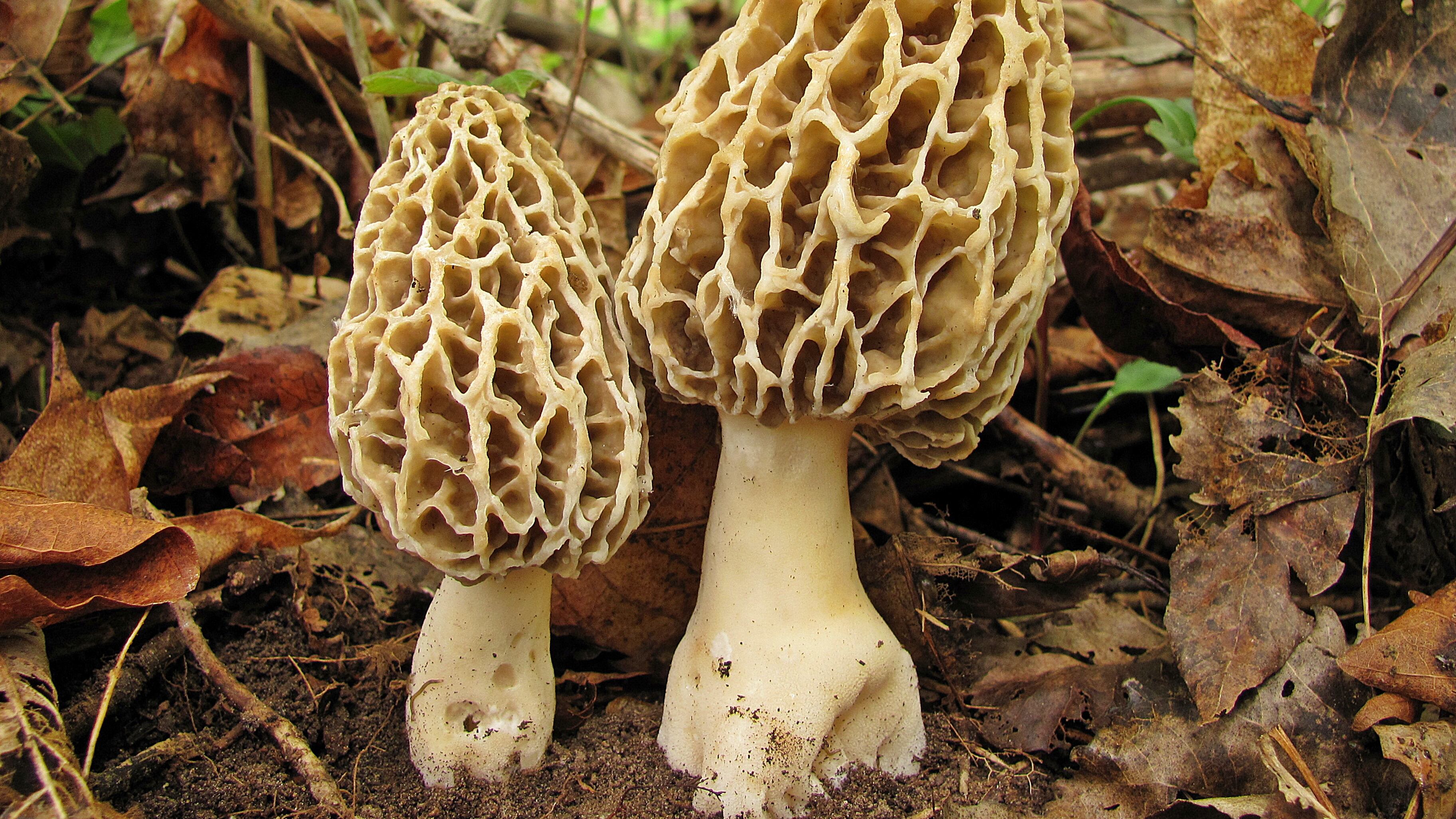 Mangia funghi al ristorante stellato: muore una donna, 11 intossicati