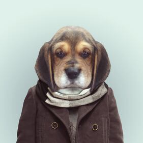 Avete mai visto animali vestiti da esseri umani? 3