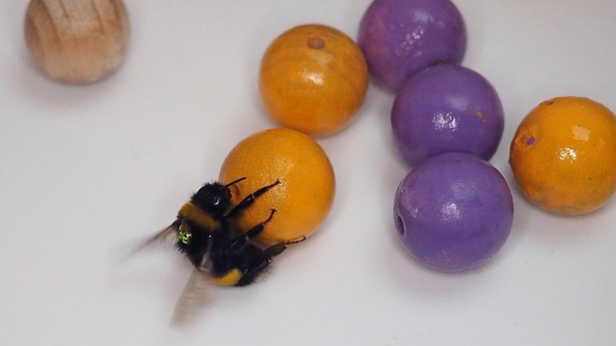 Anche i bombi usano strumenti come noi: lo rivela un nuovo studio su Science