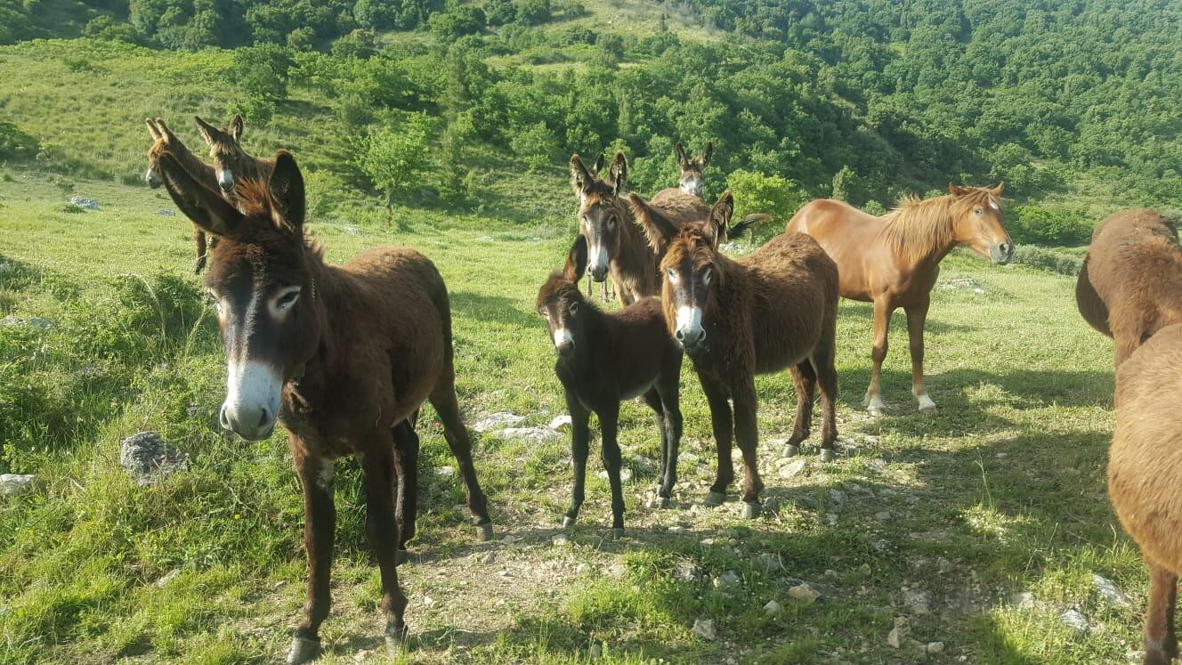 Il Wwf lancia l’allarme: il parco dei monti Sicani sta morendo