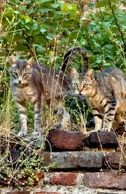 La colonia felina nel palazzo sforzesco di Milano 23