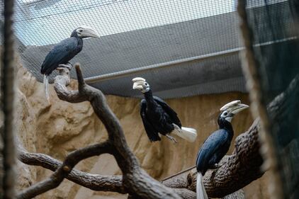 I Palaean hornbill, gli uccelli vulnerabili allevati allo zoo di Wroclaw 7