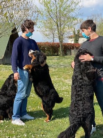 Chiengora, il tessuto dal sottopelo dei cani. L'idea vincente di due 24enni italiani 2