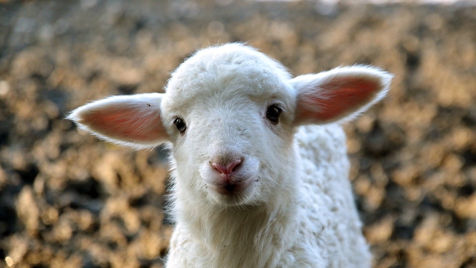 Tra vegani e carnivori (prima o poi) scoppierà la pace