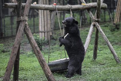 Gli orsi della Luna, salvati dall'Animal Asia Foundation 13