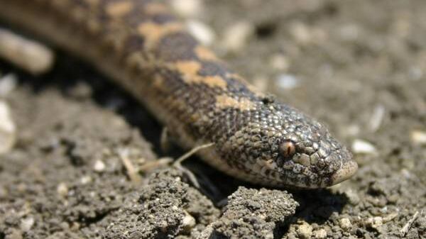 Piacenza, 36enne morso da un serpente: grave per choc anafilattico