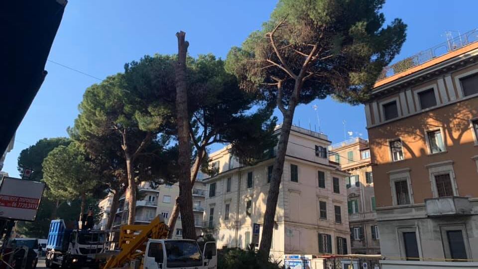 I pini cadono? Il Campidoglio li abbatte tutti