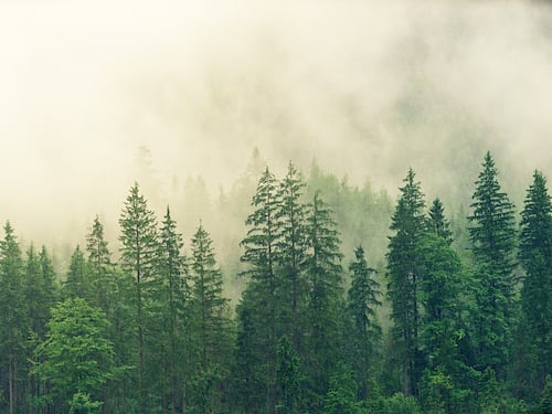 Respirare l'aria della foresta riduce l’ansia