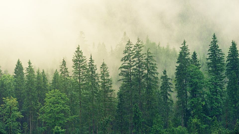 L'umano va in frantumi nell'"Ultima foresta"