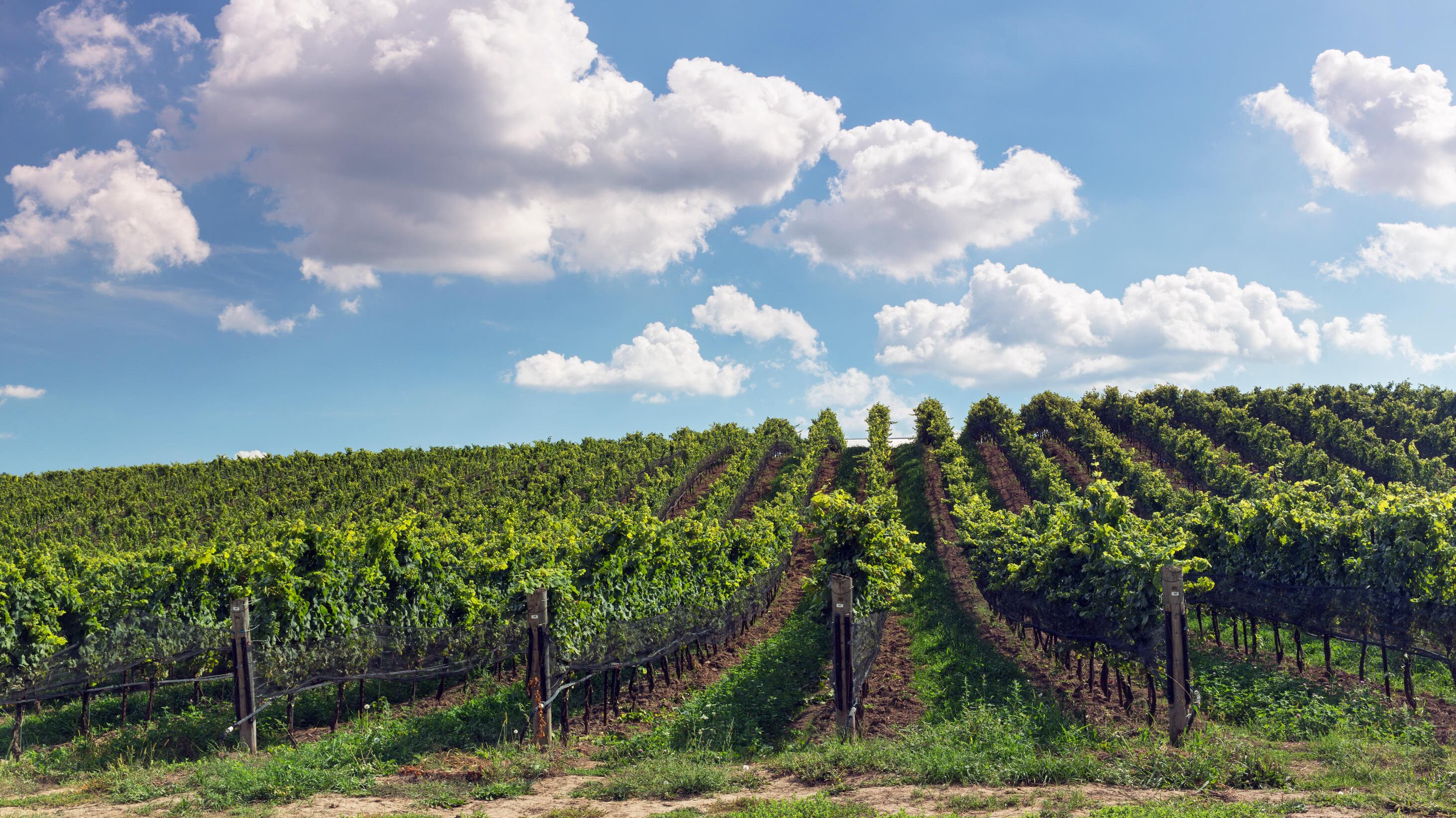 Nel supermarket del vino (d'autore)