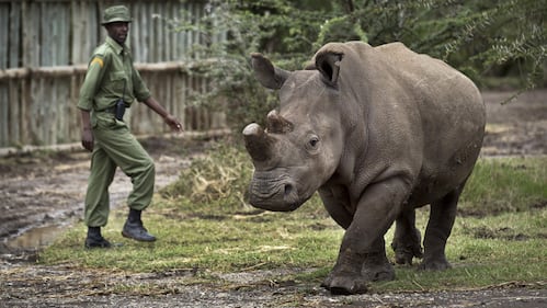 Kenya, i rinoceronti bianchi destinati all'estinzione 2