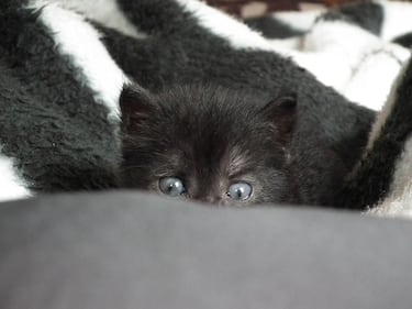 Gatto nero, foto 52