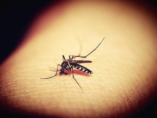 Punture di insetti, come trattarle con i rimedi naturali