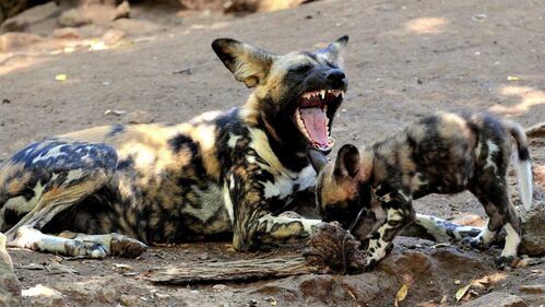 Nati due cuccioli di licaone al Bioparco di Roma 5