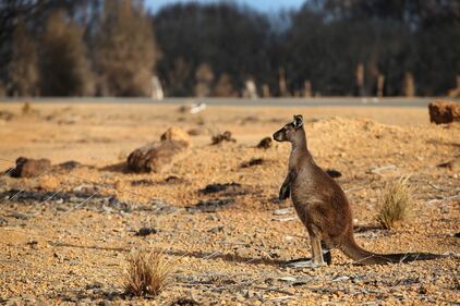 Incendi in Australia, a rischio migliaia di animali 7
