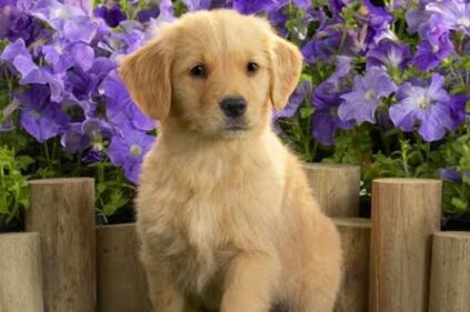 Lovely Vintage 4