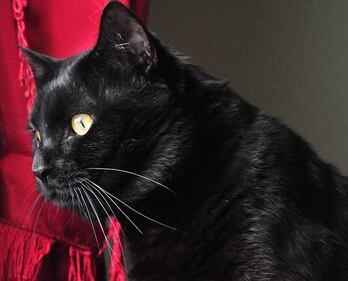 Gatto nero, foto 44