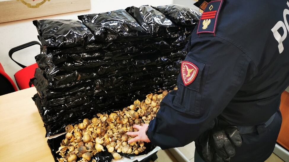 Trasportava sei chili di papavero da oppio: arrestato corriere della droga indiano