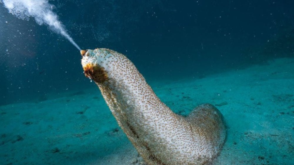 Così la Cina ci ruba pure i molluschi