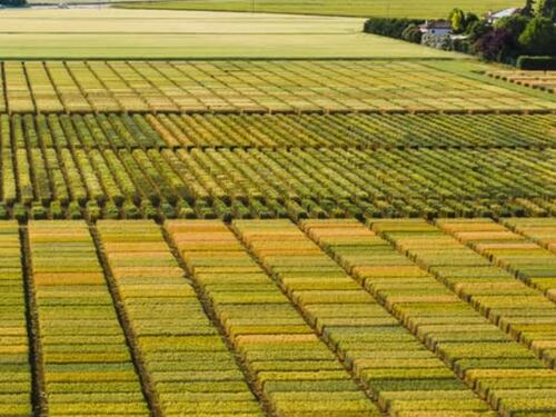 S.I.S. - Società Italiana Sementi acquisisceil ramo d'azienda di Syngenta con sede a Casalmorano (CR)