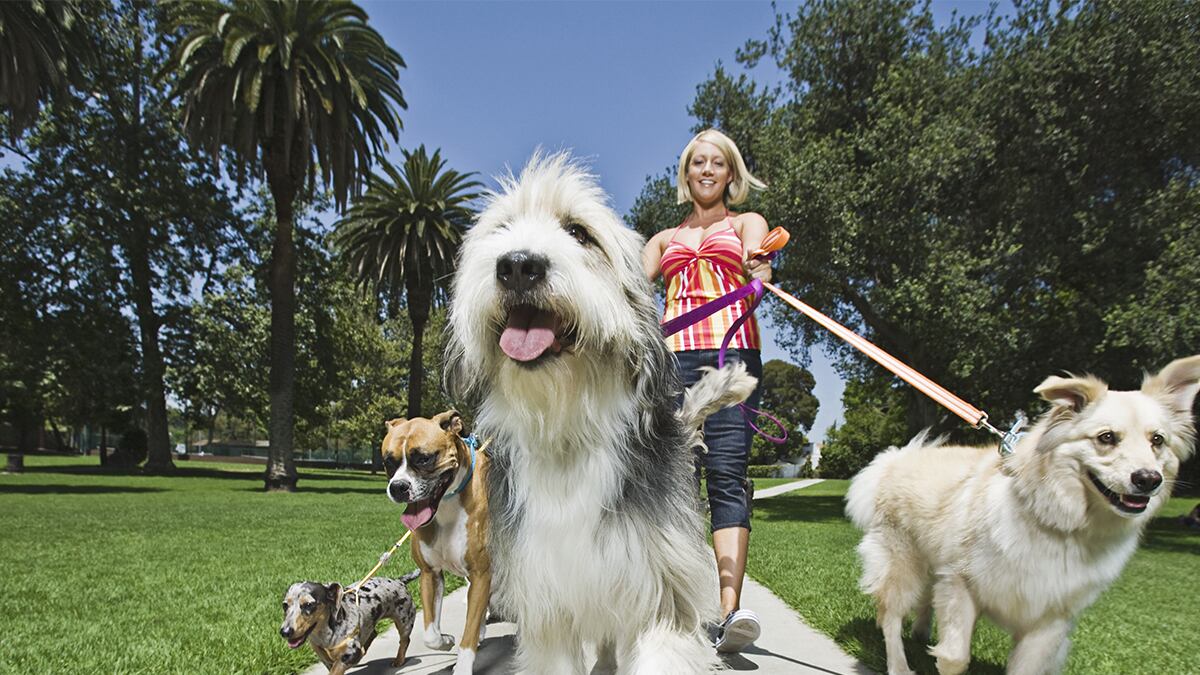 Qual è il miglior pet sitter? Una app aiuta i padroni di animali domestici