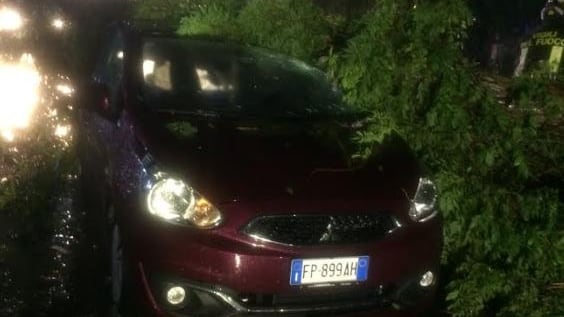 L'assessore di Roma: "Gli alberi caduti? Colpa dei cambiamenti climatici"