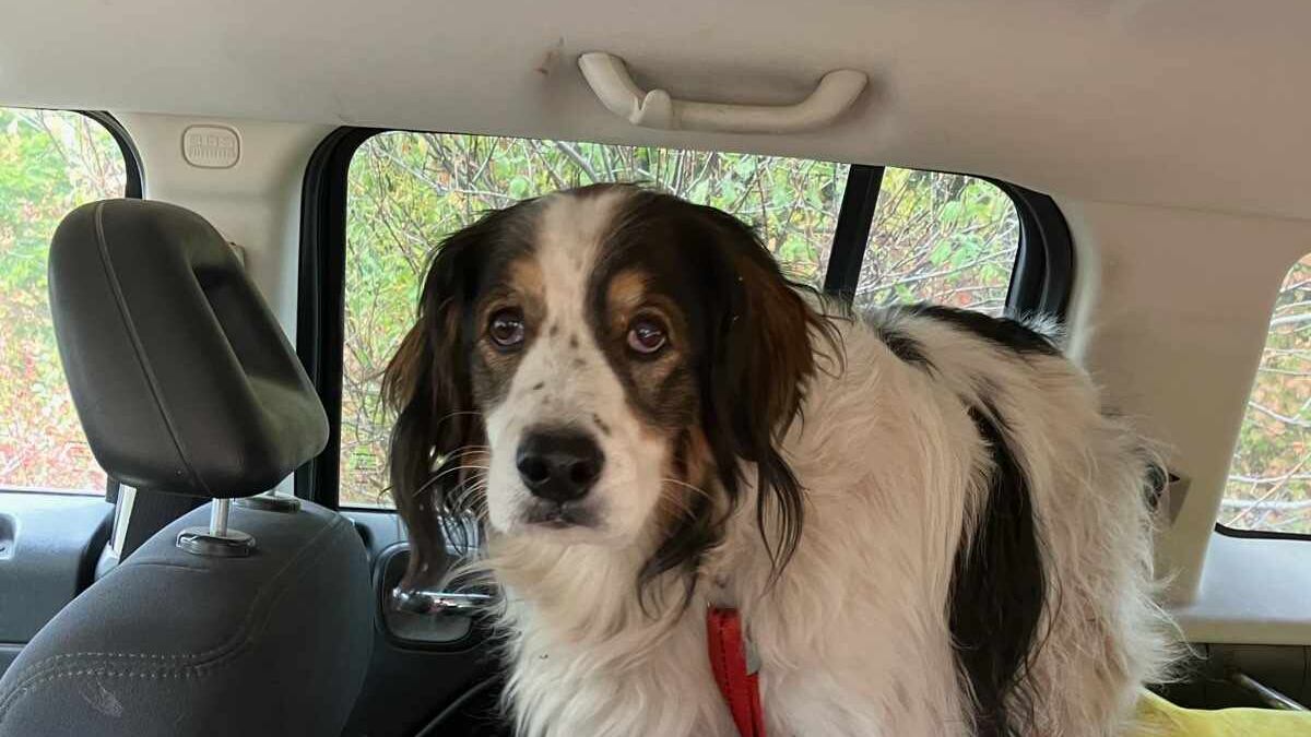 La caduta nel bosco e la frattura all'anca: 84enne salvo grazie alla cagnolina Gita