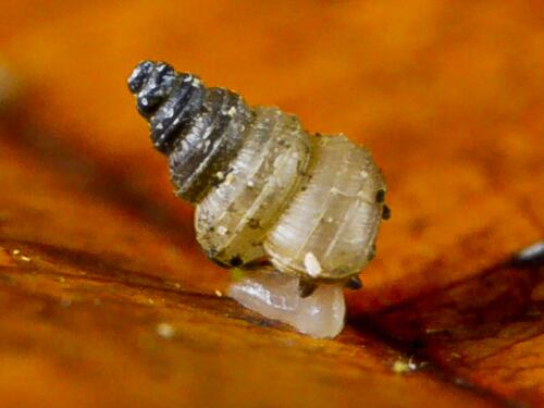 Scoperta una nuova specie di lumaca: si chiama Greta Thunberg