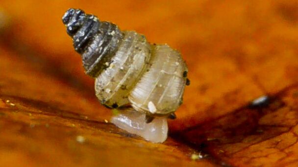 Scoperta una nuova specie di lumaca: si chiama Greta Thunberg