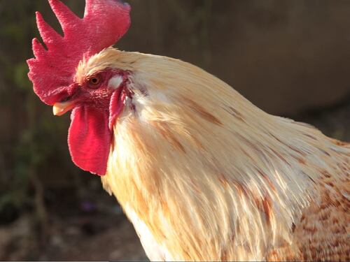 "Ci sveglia alle 4 di mattina". E spunta una petizione contro il gallo Garibaldi