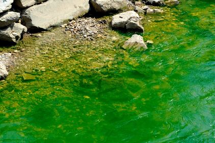 Il Lambro si colora di verde 1