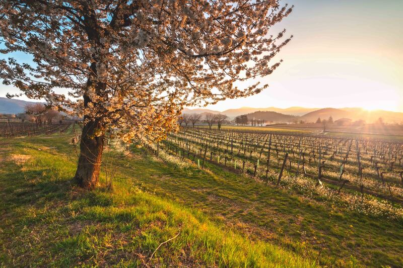 Vigne in Franciacorta
