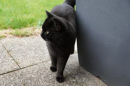 Gatto nero, foto 56