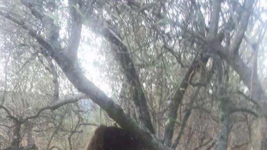 Cani impiccati nel bosco, le foto choc indignano il web