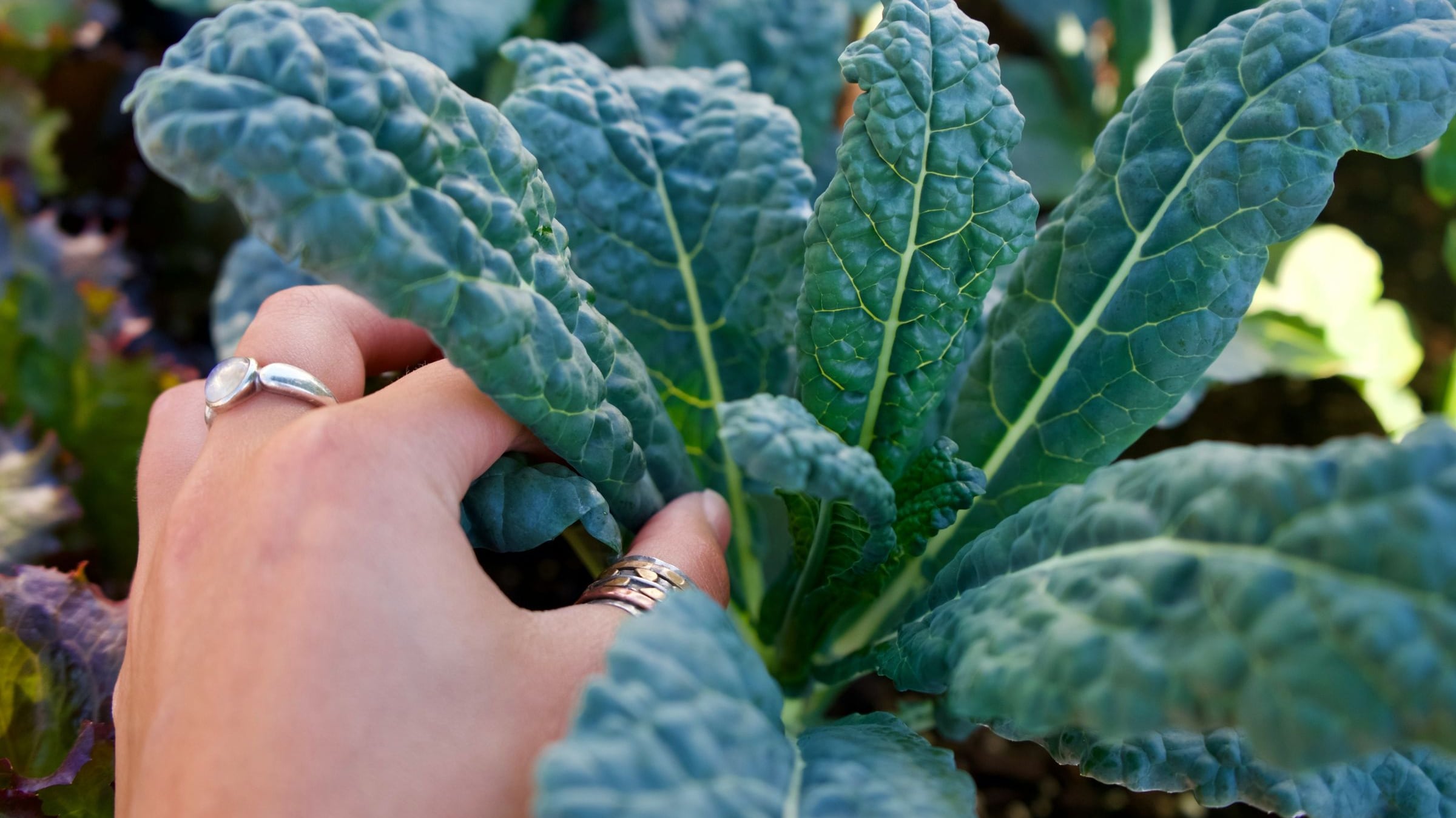 Cavolo nero contro lo stress ossidativo e in favore delle difese immunitarie: come prepararlo