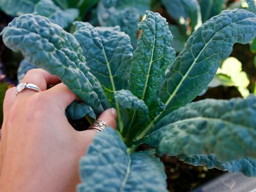 Cavolo nero contro lo stress ossidativo e in favore delle difese immunitarie: come prepararlo