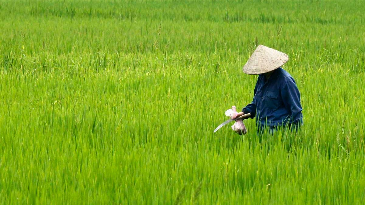Vietnam, il lungo dopoguerra fra motorini e multinazionali
