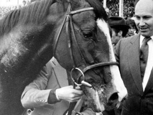 Le vittorie, il rapimento e l'IRA: la storia di Shergar, lo stallone dell'Aga Khan