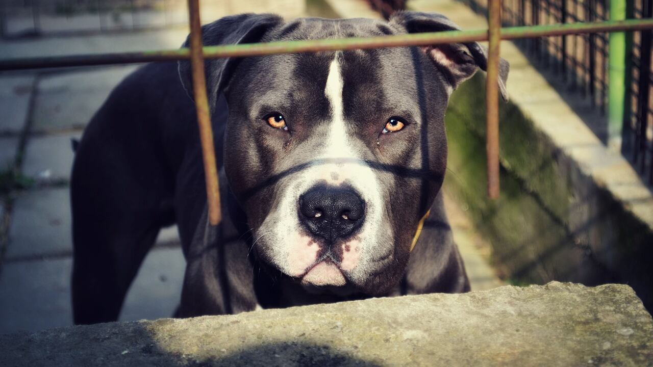 Nonna e nipote aggredite da un pitbull. La bambina ricoverata in ospedale