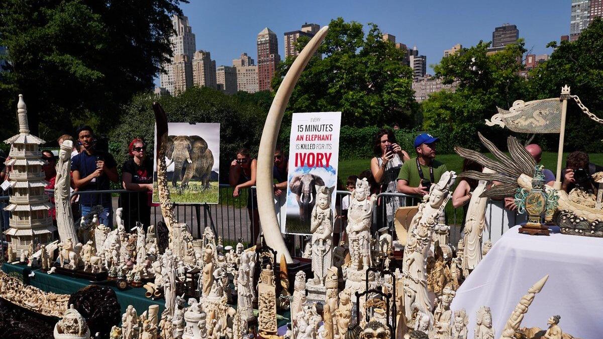New York distrugge l'avorio per salvare gli elefanti