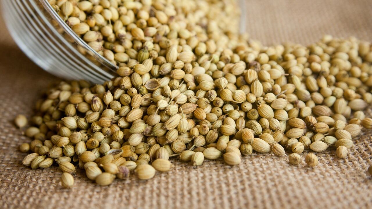 Coriandolo, virtù e benefici dell'erba aromatica