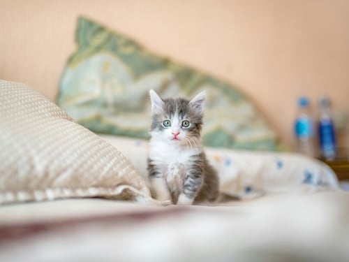 L’onore di un amore felino