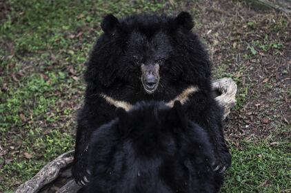 Gli orsi della Luna, salvati dall'Animal Asia Foundation 12