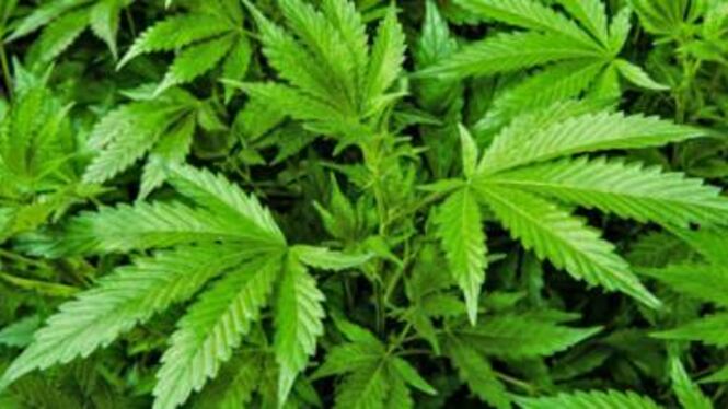 Scoperte 2mila piante di cannabis sul Faito