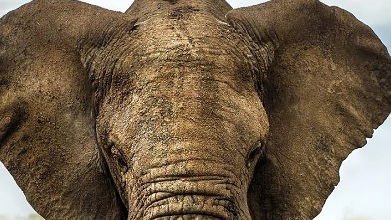 L'umanità degli animali Elefanti crocerossini lupi social, orche giocose