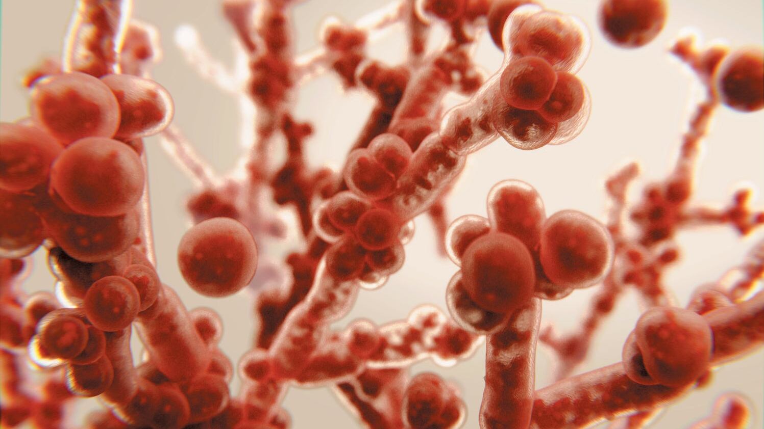 Candida auris, come si prende il fungo killer: sintomi inziali e cure