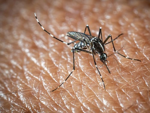 West Nile e Dengue, aumentano i casi in Italia: gli ultimi dati dell'Iss