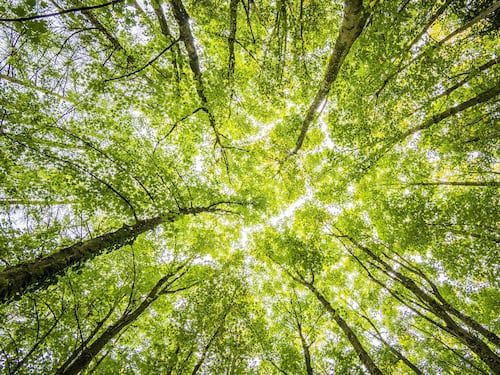 Giornata mondiale delle foreste 2023: impatto sull’ambiente e iniziative